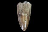 Phytosaur (Machaeroprosopus) Tooth - Arizona #66408-1